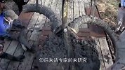 老外挖出“巨型生物”，长着2米长“巨角”，专家看后脸色巨变！