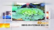 英退休老人种25斤巨型卷心菜 直径达1.5米