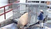 水族馆里最出名的海象，竟然是个大胖子，走两步必须得吃两口