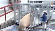 水族馆里最出名的海象，竟然是个大胖子，走两步必须得吃两口