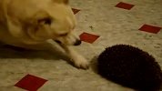 实拍：家犬遇到刺猬手足无措