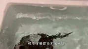 水獭一直在浴室里没出来，铲屎官好奇过去一看，差点气炸了