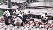 熊猫家庭聚餐，看得口水都快流下来了，羡慕这样的熊生