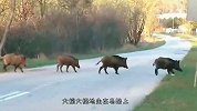 一群野猪过马路，竟停在中间不走，这是想封锁马路吗？
