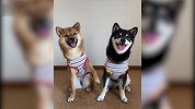 超听话的两只柴犬，日常营业各种炫技，又乖又可爱