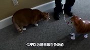 主人买回一只假猫，猫咪们不淡定了，这是个啥玩意儿？