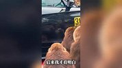 一群猴子盯着车上的倒影不停地龇牙咧嘴，拍摄者：它们以为是另一群猴