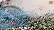 小伙意外抓到百斤大鱼，还多次被拽入水中，好在最后有惊无险