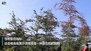 3600亿只！东非25年来最严重蝗灾每天吃掉2500人粮食