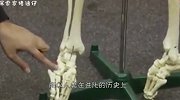 人体有206块骨头，为啥亚洲人只有204块？少的地方很尴尬！