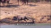 角马后肢被尼罗鳄死死咬住，同伴熟视无睹，最后河马父子出马相救
