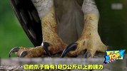世界上最强悍的猛禽，拥有180公斤的握力！