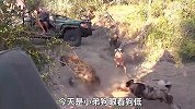 鬣狗竟敢抢夺野狗的食物，野狗四对一掏肛鬣狗，鬣狗被迫跪地求饶