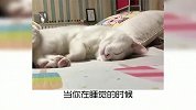 宠物冷知识，你家的猫咪会模仿你做什么呢？又涨知识了