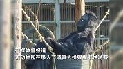 动物园悬赏与虎同住每小时奖10万，园方：活动真实，太火爆已暂停