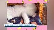 【宠物星球】 猫咪让你摸爪爪？那是朕对你的恩宠呀！