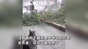 女子打伞拐弯突遇大树倒塌，迎面垂直砸下吓坏女子，网友看视频直呼惊险