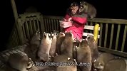 浣熊闯入居民家，不料被美洲狮埋伏，这下惨了！