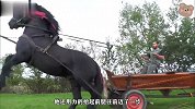 这只黑马太强壮了，小哥就好像是小矮人，力气还大得惊人