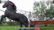 这只黑马太强壮了，小哥就好像是小矮人，力气还大得惊人