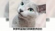 宠物冷知识：俄罗斯蓝猫和英短蓝猫，他们有啥区别？
