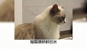 宠物冷知识，为什么猫咪爱喝脏水？奇怪的知识又怎么加了