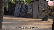 小哥用一只假老虎，竟把流浪狗吓得嗷嗷叫，没想到胆子这么小