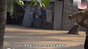 小哥用一只假老虎，竟把流浪狗吓得嗷嗷叫，没想到胆子这么小