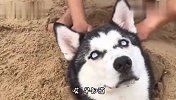 永远不要试图理解，哈士奇这种生物，怎么感觉有点死不瞑目呢