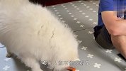 主人忙着看奥运会，受冷落的萨摩耶不干了，接下来忍住别笑