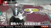猫狗大PK 彪悍猫咪完胜