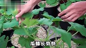 阳台种植迷你南瓜，掌握这几个种植小技巧，63天收获满满一箩筐