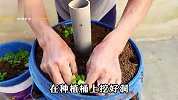 只需要塑料桶和塑料管，就能在阳台种芹菜，30天后采收一箩筐芹菜