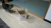 搞笑大肥猫钻箱子