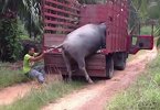 一个人把千斤大水牛装上车，看了很心疼！