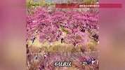 武汉梅花提前一个月开放，专家：暖冬催梅早放，多地梅花同步抢春