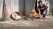 男子趁猪睡觉，将一只假老虎扔进猪圈，下一秒二师兄的反应太逗了