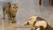 猫：你能不能别装死了，我可没碰你啊，还学会碰瓷儿了