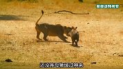 疣猪正在享受按摩，却被路过的母狮发现，大战一触即发