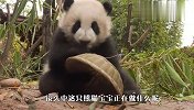 饲养员真小气，都不给竹子吃，害的本国宝只好吃竹篮子
