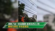 吓一跳！女子抬头一看 2米多长的大蛇缠在电线上