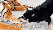 家里遭老虎入侵，3只柴犬看后啥反应？要笑哭了