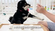 主人把食物放纸杯里，3只柴犬能成功找到吗？场面笑爆了