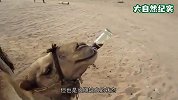 3周没有喝过水的骆驼，直接喝掉120斤水，场面壮观！