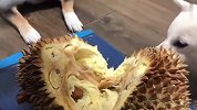 铲屎官给柴犬吃榴莲，看到狗子的反应，铲屎官肠子要悔青了