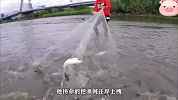河边发出异响，小哥果断撒网捕鱼，没想到第一网就收获几百条
