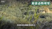 狮子为了养活四只幼崽，冒险捕食200公斤原驼，母爱太伟大了