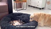 狗狗出门一趟窝被占了，小猫咪态度强硬，狗狗只能求助主人