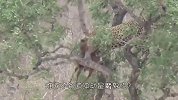 狮子被饥饿冲昏头脑，竟然上树捕杀狒狒，结局太意外了！