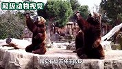 棕熊为了吃到食物，对游客各种撒娇卖萌